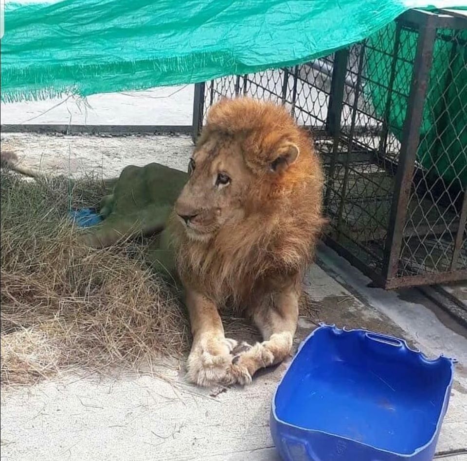 El león es sometido a nuevos exámenes para conocer que enfermedad padece.