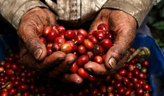 Gobernación de Cundinamarca apoyará a cafeteros con tarjeta agropecuaria