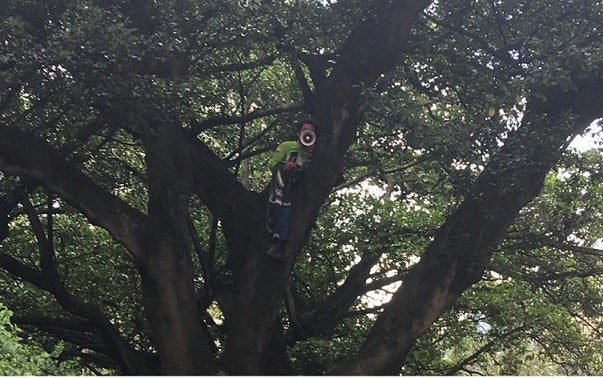 Joven protesta subido a un árbol en el ministerio de Ambiente