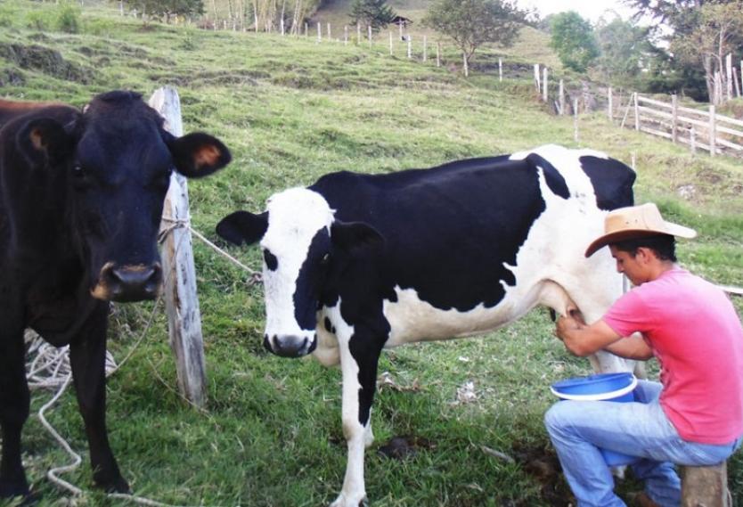 Productores lecheros