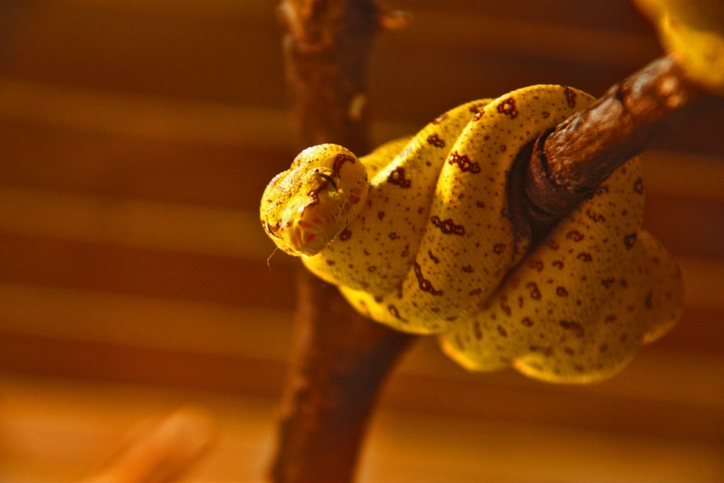 Serpiente imagen de referencia