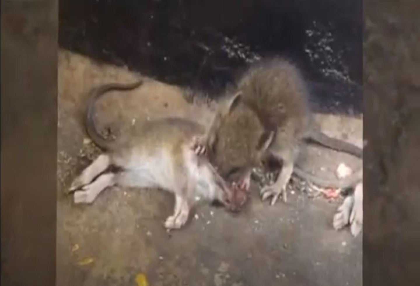 Aumenta el canibalismo entre ratas por la falta de comida