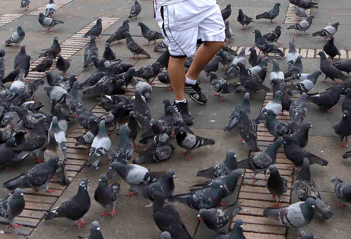 Palomas en la Plaza de Bolívar