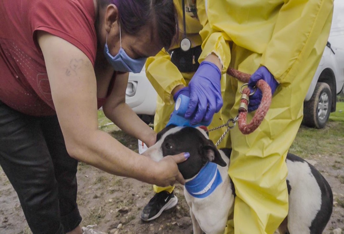 Más de 1.000 perros y gatos han sido salvados en Bogotá