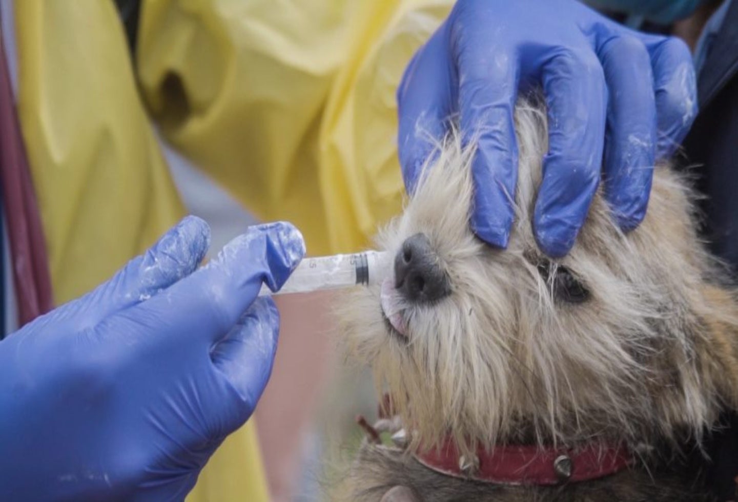 Más de 1.000 perros y gatos han sido salvados en Bogotá