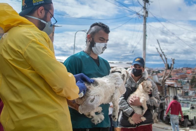 Más de 1.000 perros y gatos han sido salvados en Bogotá