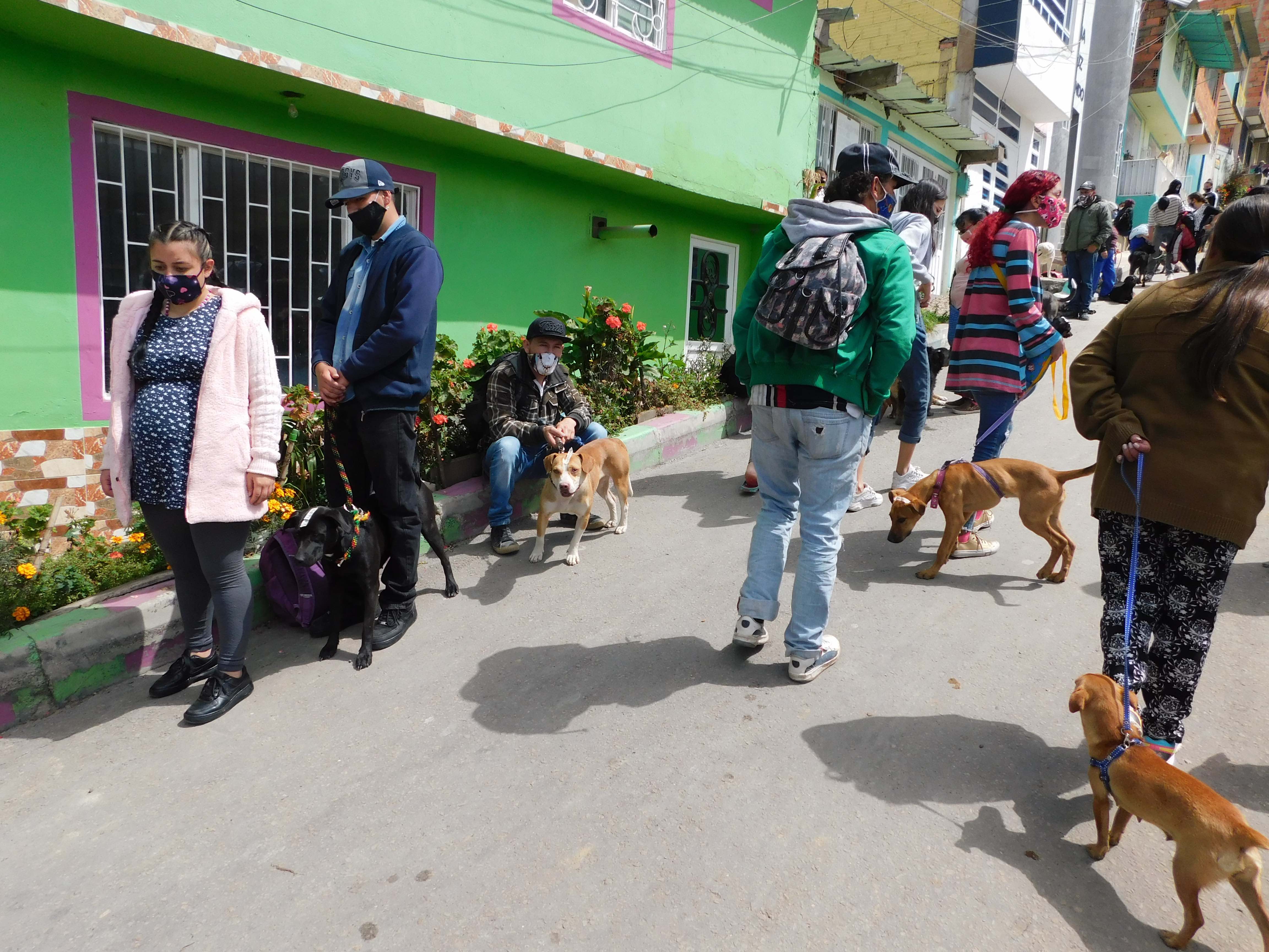 Perros y gatos en Bogotá.