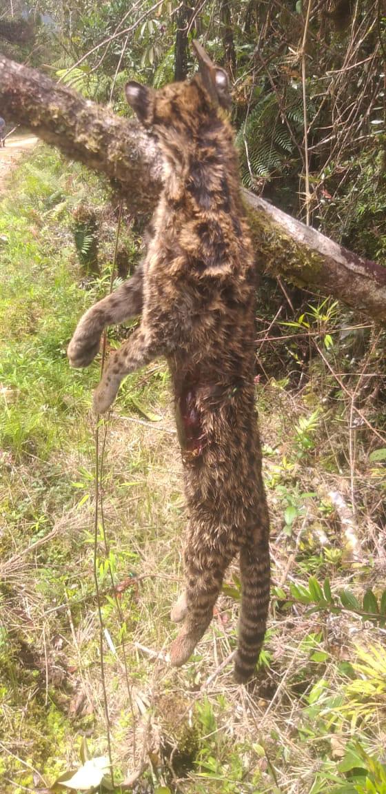 Tigrillo cazado en Cabrera, Cundinamarca.