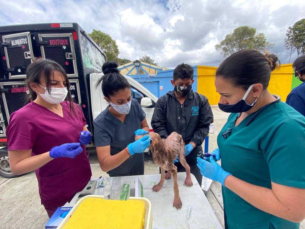 Más de veinte perros, gatos y palomas estaban cruelmente confinados en vivienda de Bogotá.