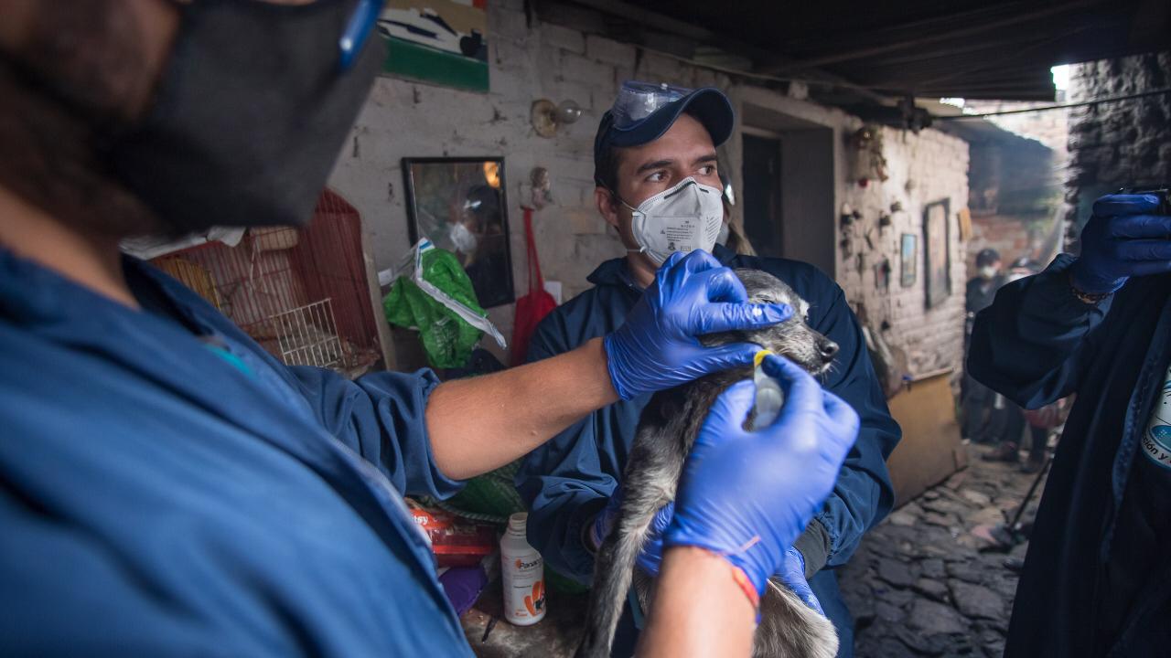 Más de veinte perros, gatos y palomas estaban cruelmente confinados en vivienda de Bogotá.