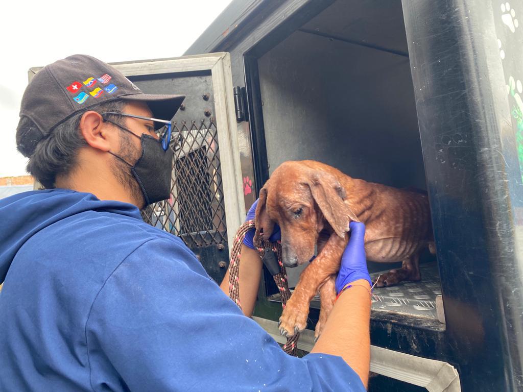 Más de veinte perros, gatos y palomas estaban cruelmente confinados en vivienda de Bogotá.