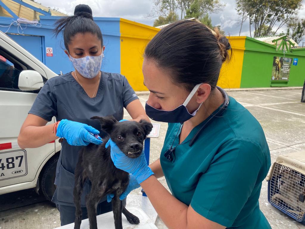 Más de veinte perros, gatos y palomas estaban cruelmente confinados en vivienda de Bogotá.