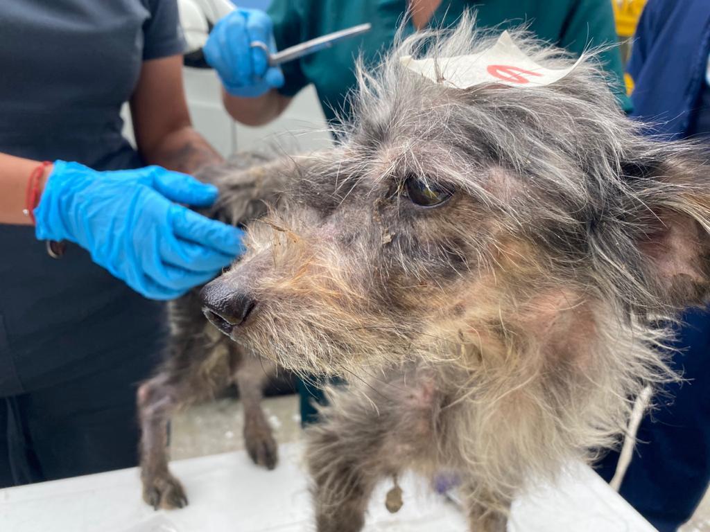 Más de veinte perros, gatos y palomas estaban cruelmente confinados en vivienda de Bogotá.