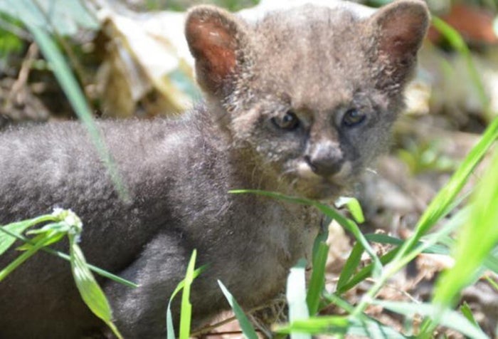 Campesino cuidó a un puma porque creía que era un gato