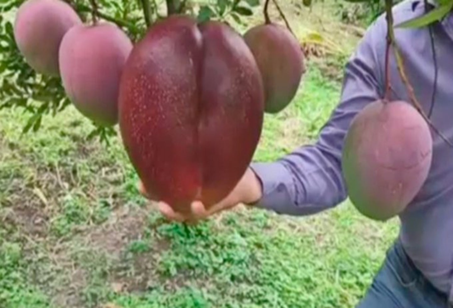 El mango más grande del mundo es colombiano