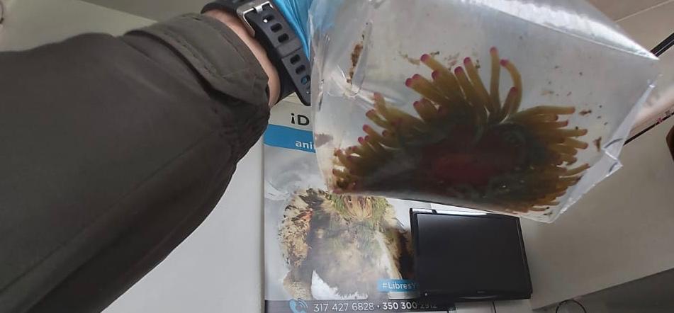 Animal marino rescatado en Bogotá