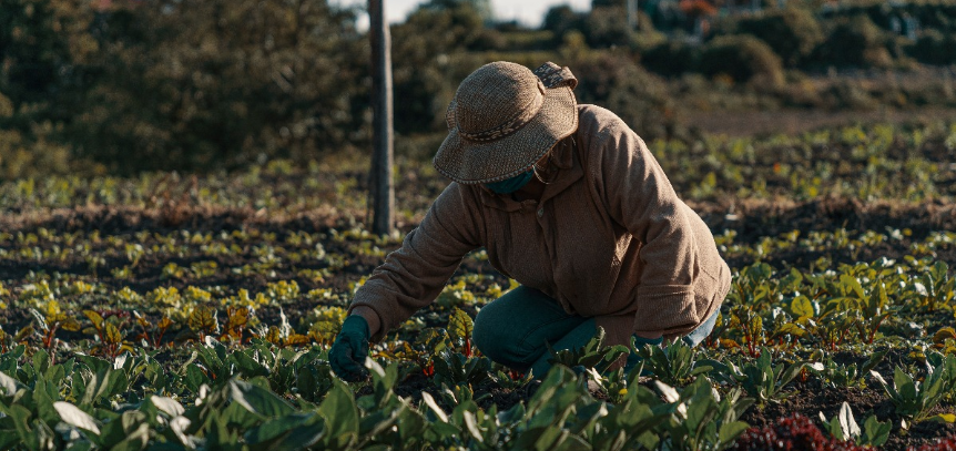 Campesinos Cultivos Alimentos
