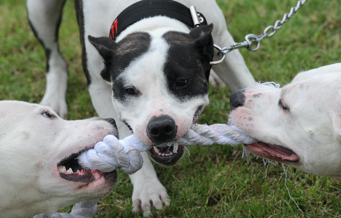 Ley prohibirá que perros de razas peligrosas anden sin bozal