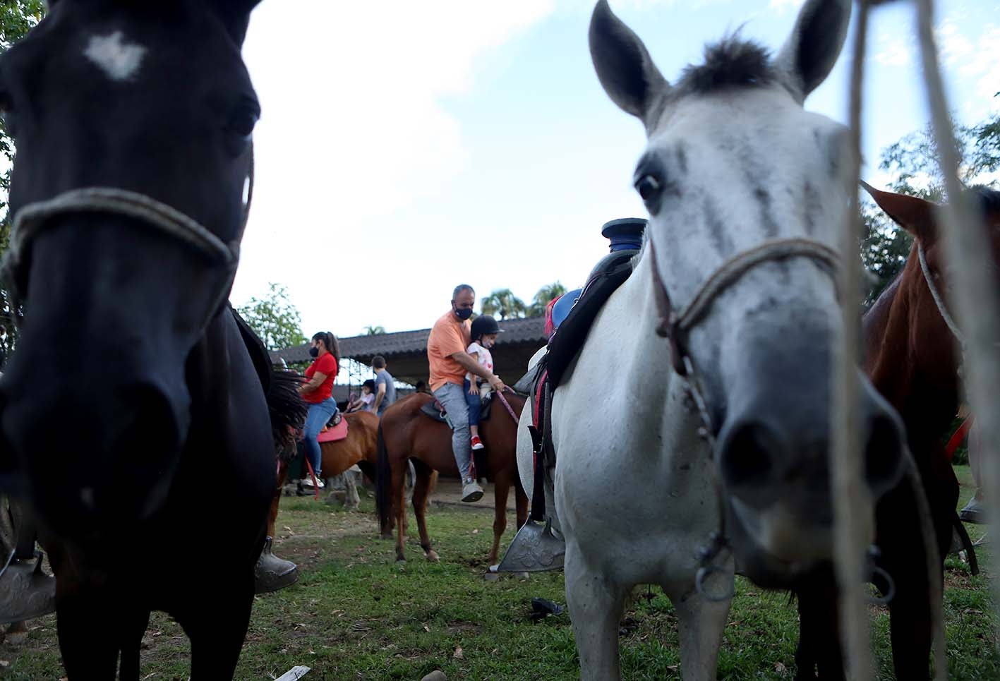Meta - Caballos - Reactivación económica