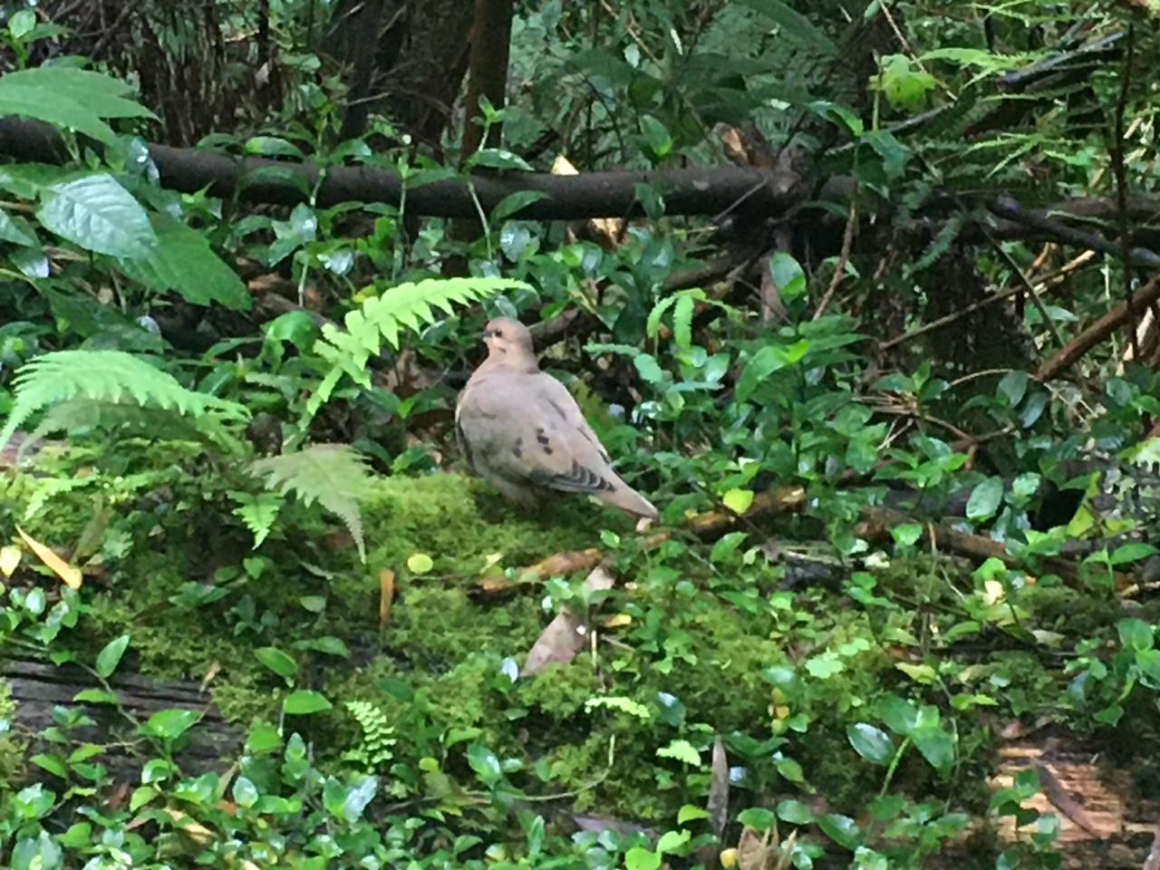 Quebrada La Vieja, Bogotá.