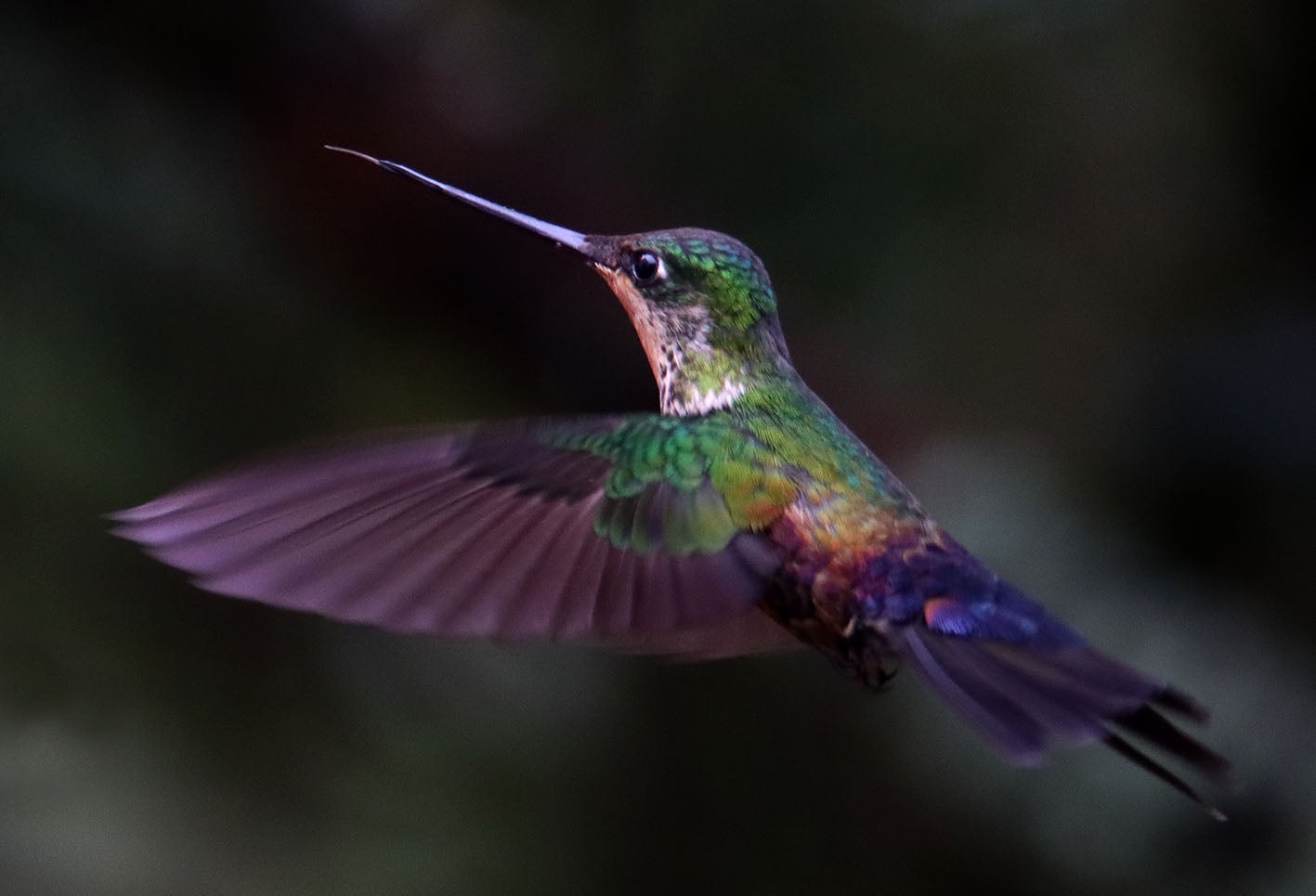 Los Colibrí en Monserrate, - Paramuno
