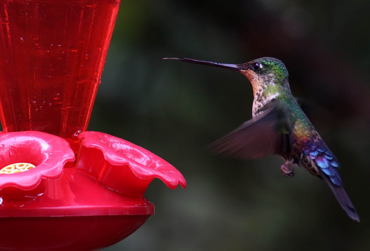 Los Colibrí en Monserrate, - Paramuno