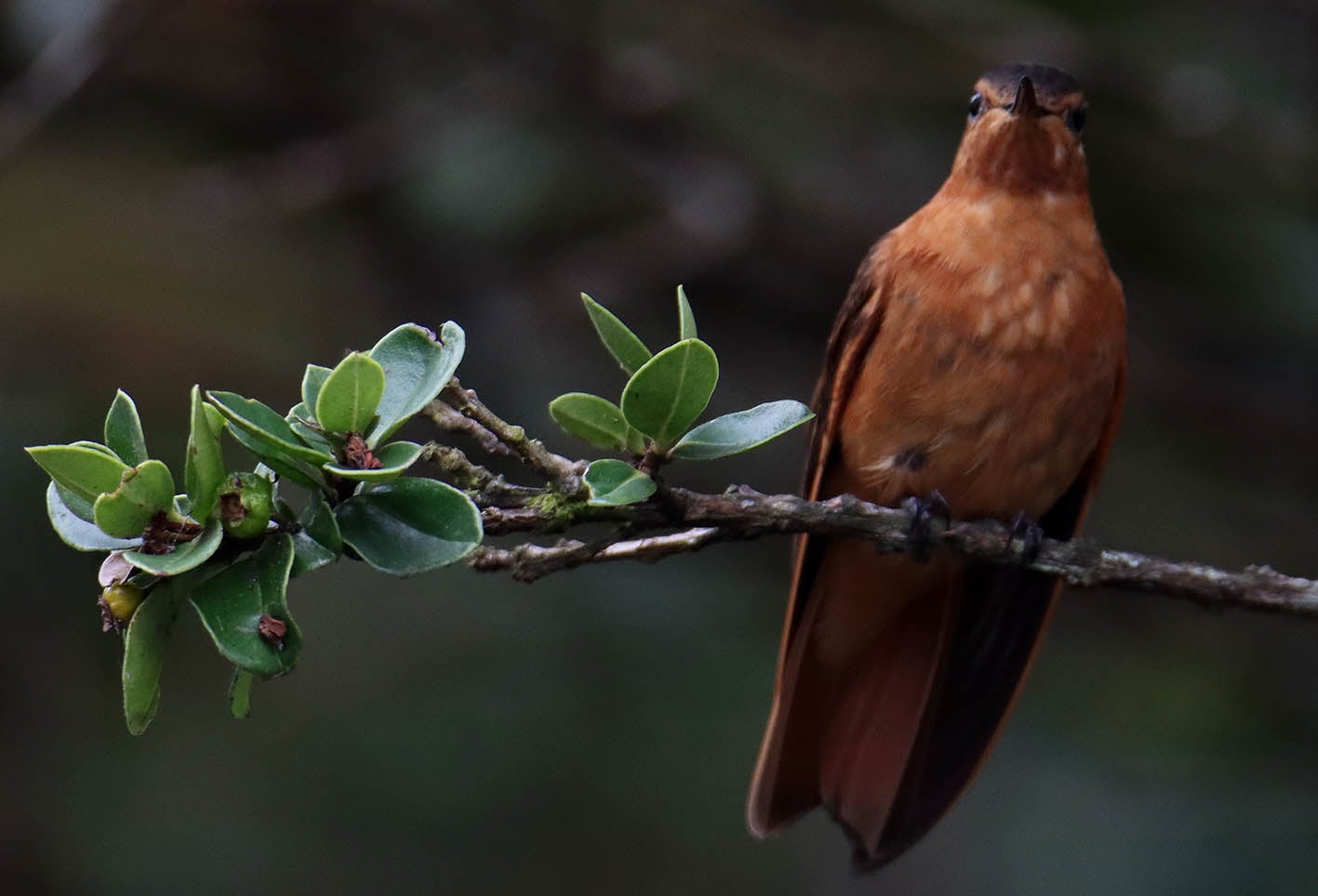 Los Colibrí en Monserrate, - Paramuno