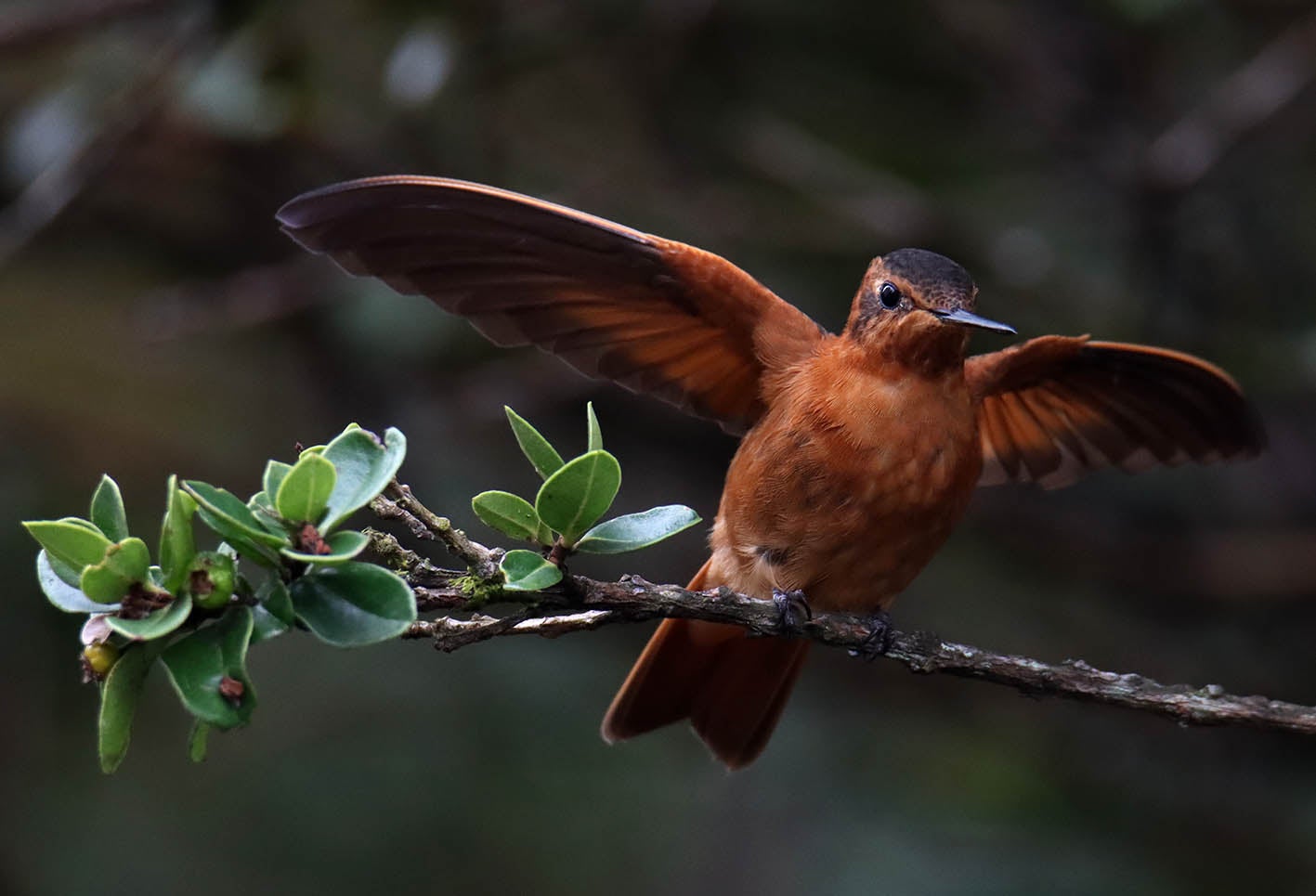 Los Colibrí en Monserrate, - Paramuno
