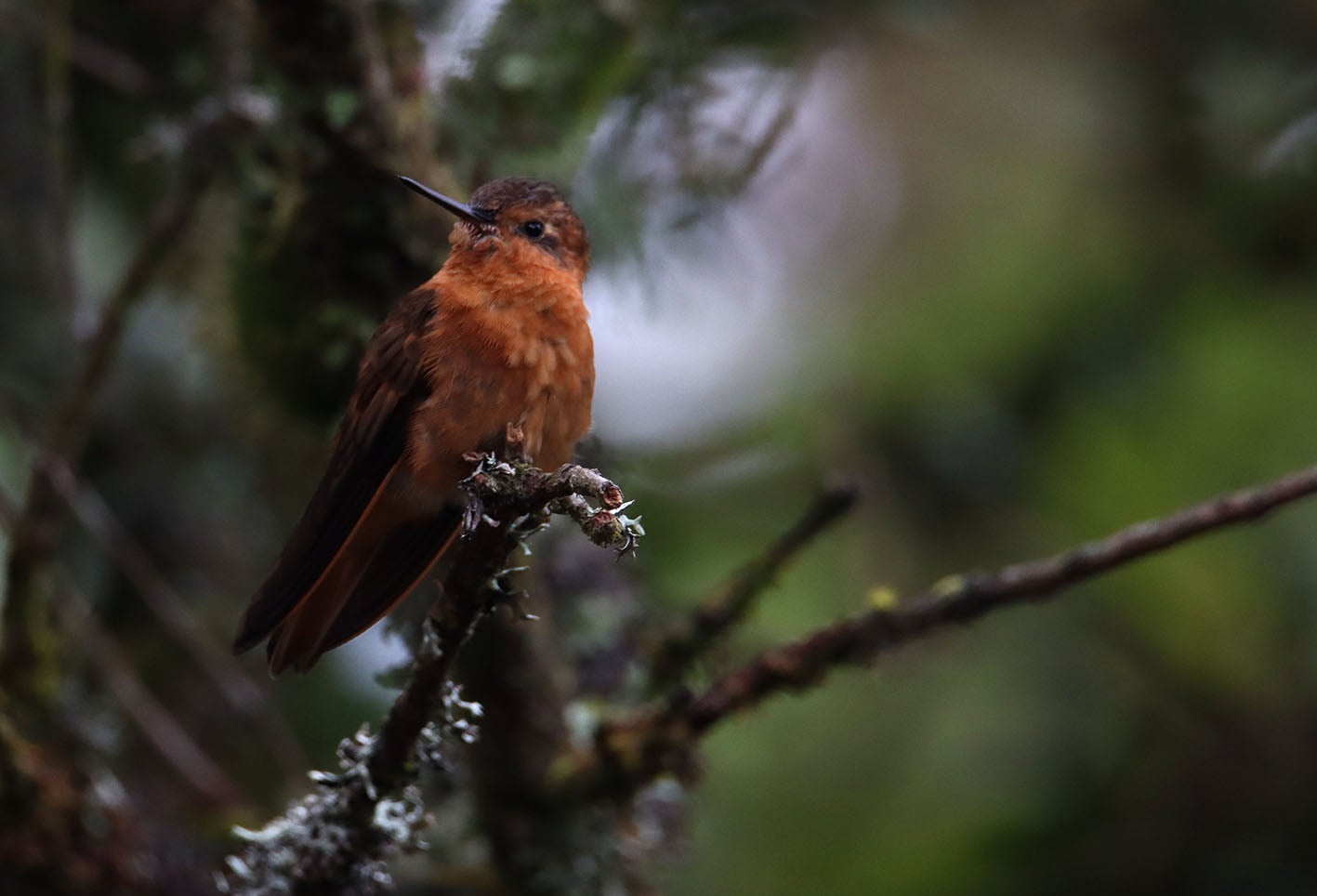 Los Colibrí en Monserrate, - Paramuno