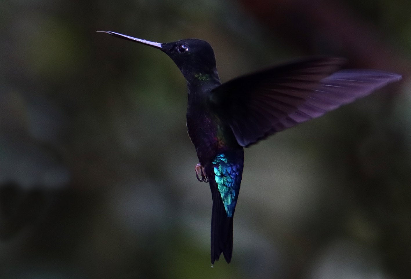 Los Colibrí en Monserrate, - Paramuno