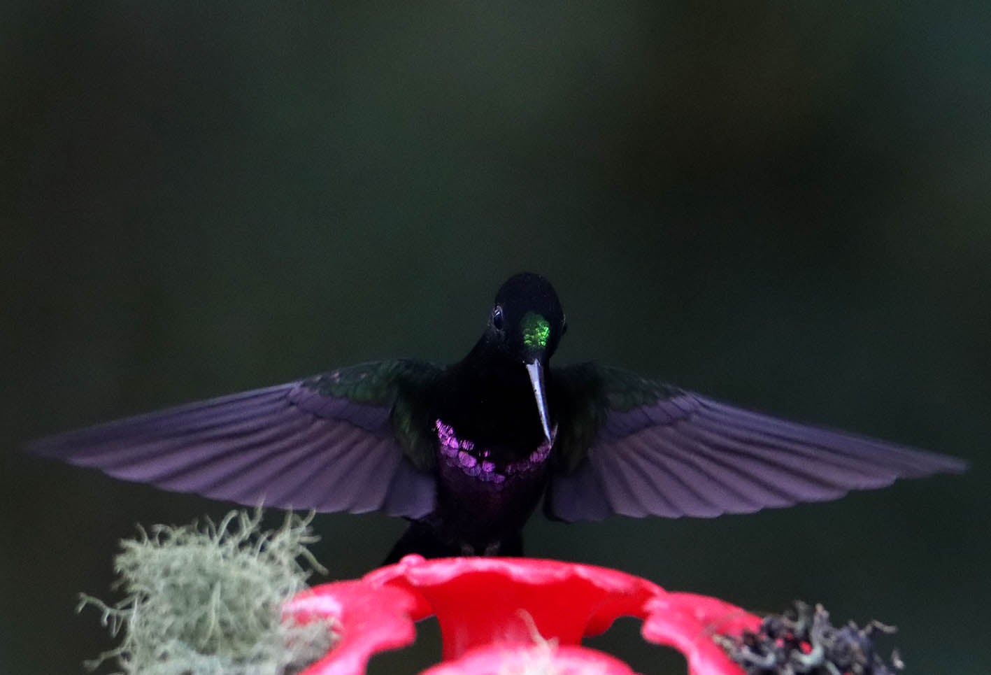 Los Colibrí en Monserrate, - Paramuno