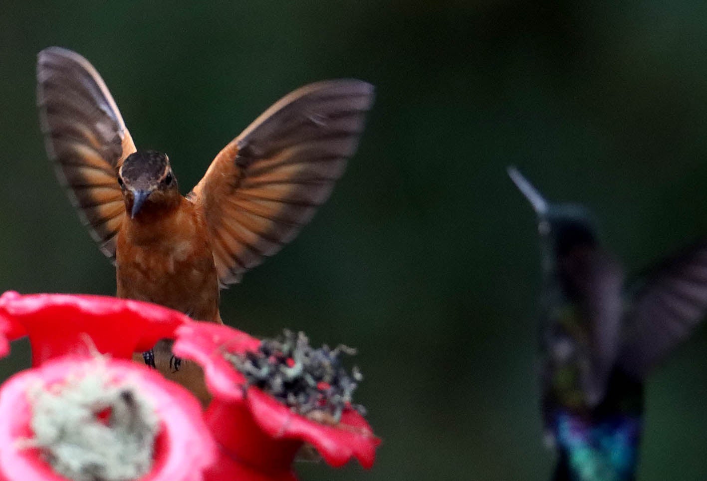 Los Colibrí en Monserrate, - Paramuno