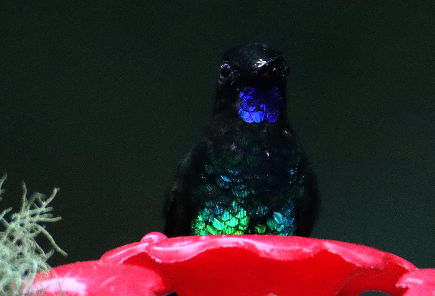 Los Colibrí en Monserrate, - Paramuno
