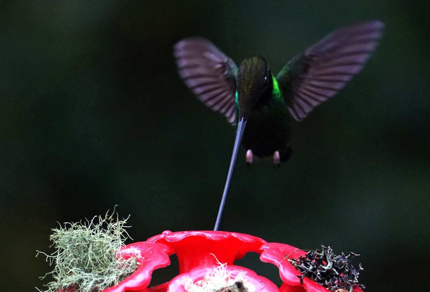 Los Colibrí en Monserrate, - Paramuno