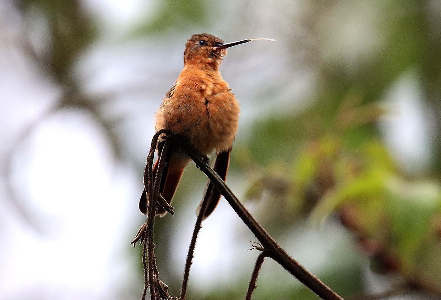 El colibrí en Monserrate - Paramuno
