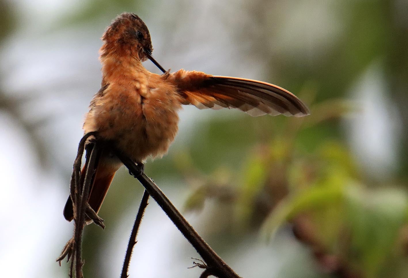El colibrí en Monserrate - Paramuno