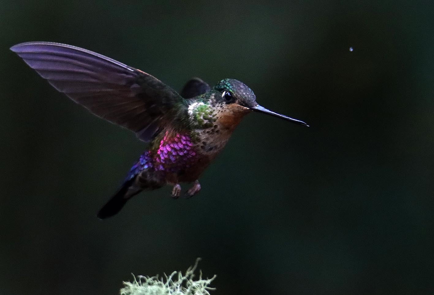 El colibrí en Monserrate - Paramuno