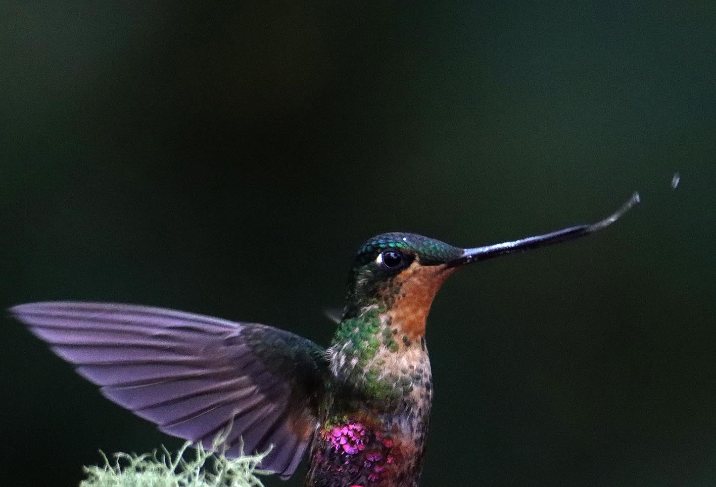 El colibrí en Monserrate - Paramuno