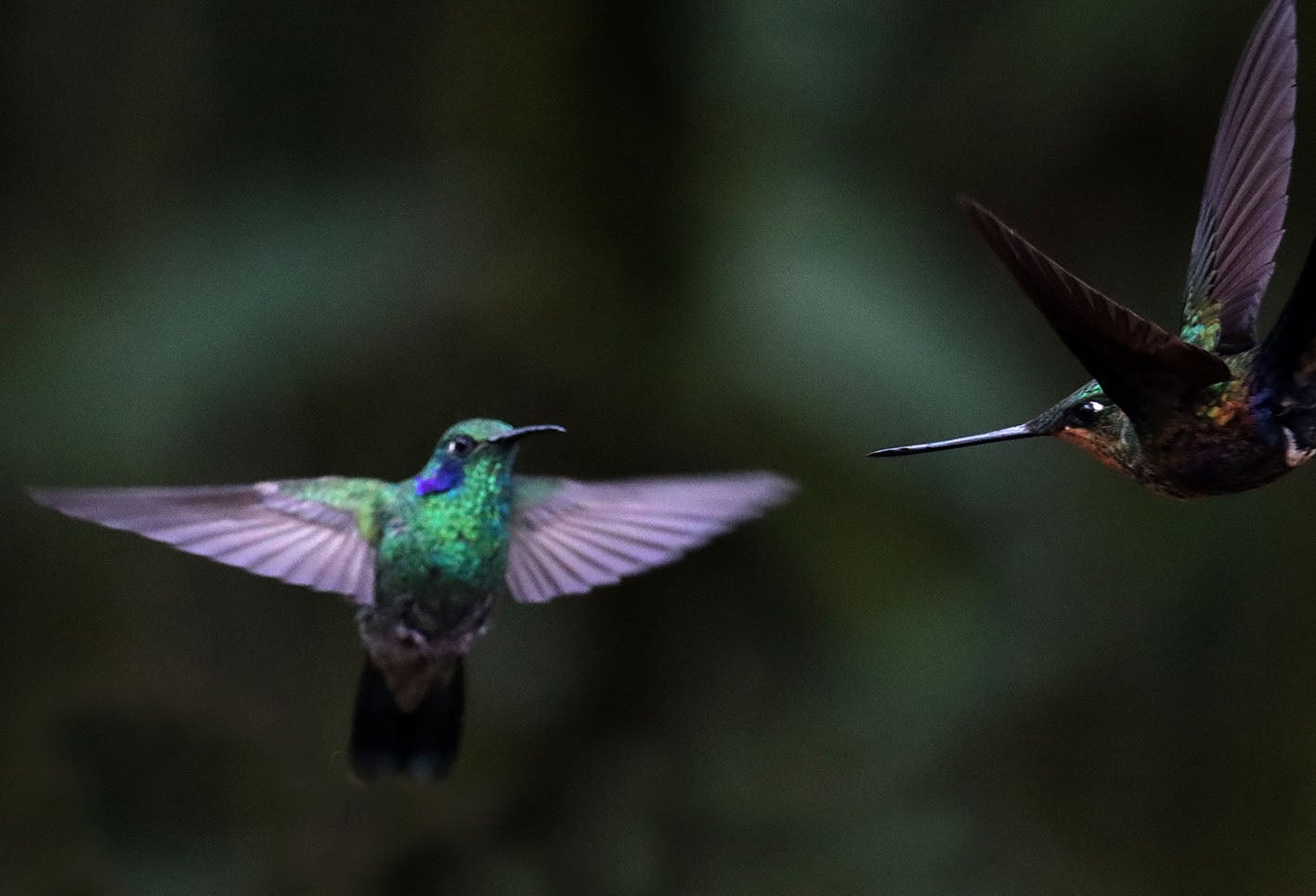 El colibrí en Monserrate - Paramuno
