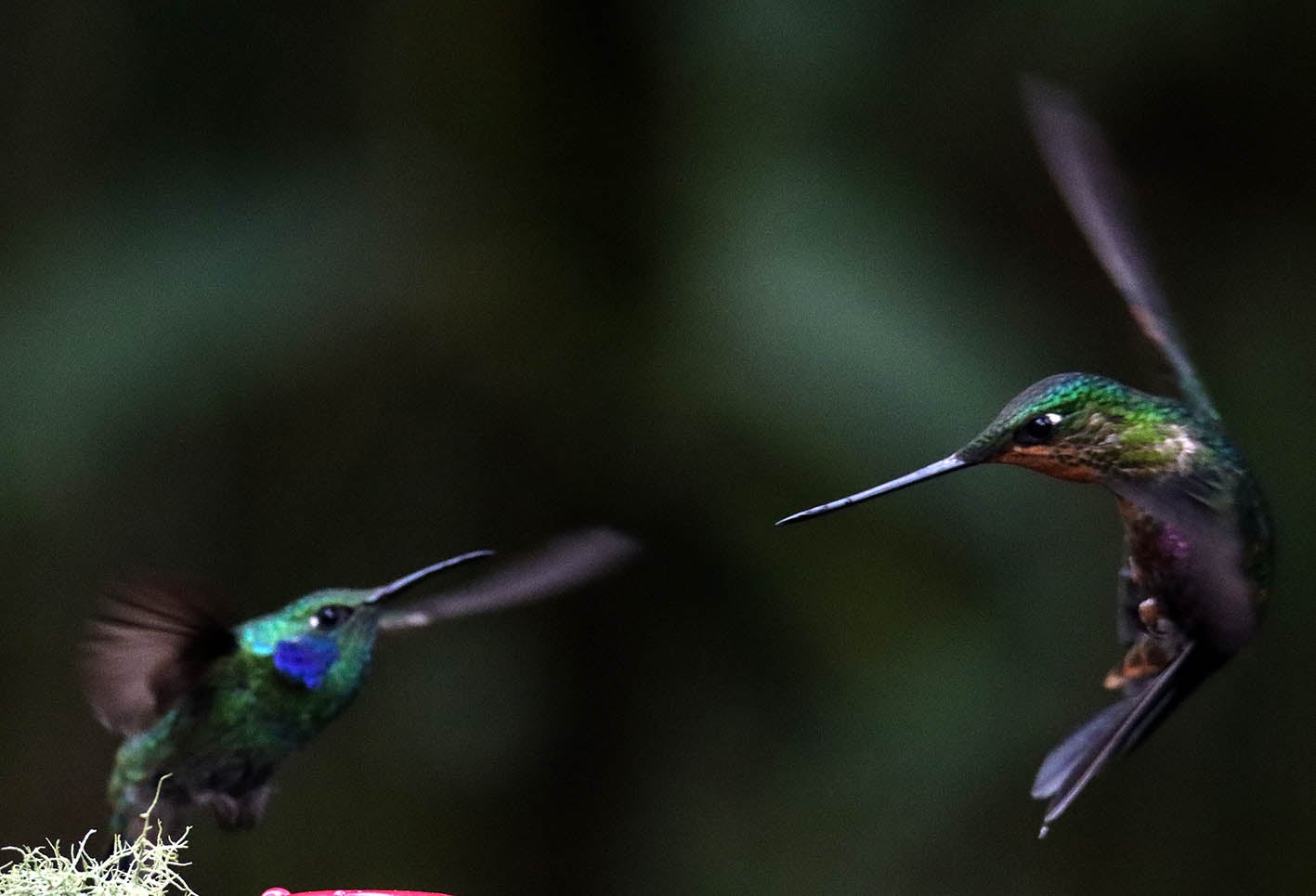 El colibrí en Monserrate - Paramuno
