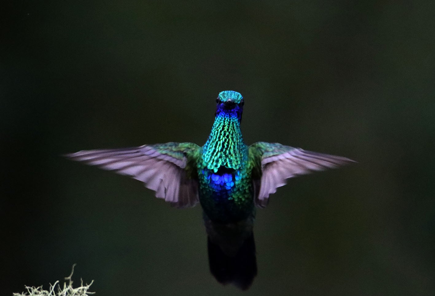 El colibrí en Monserrate - Paramuno