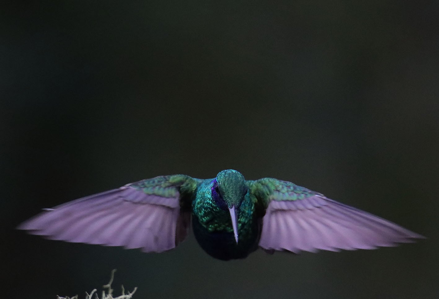 El colibrí en Monserrate - Paramuno