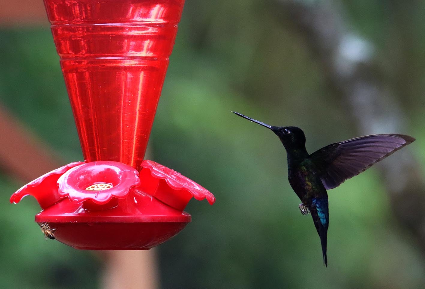 El colibrí en Monserrate - Paramuno
