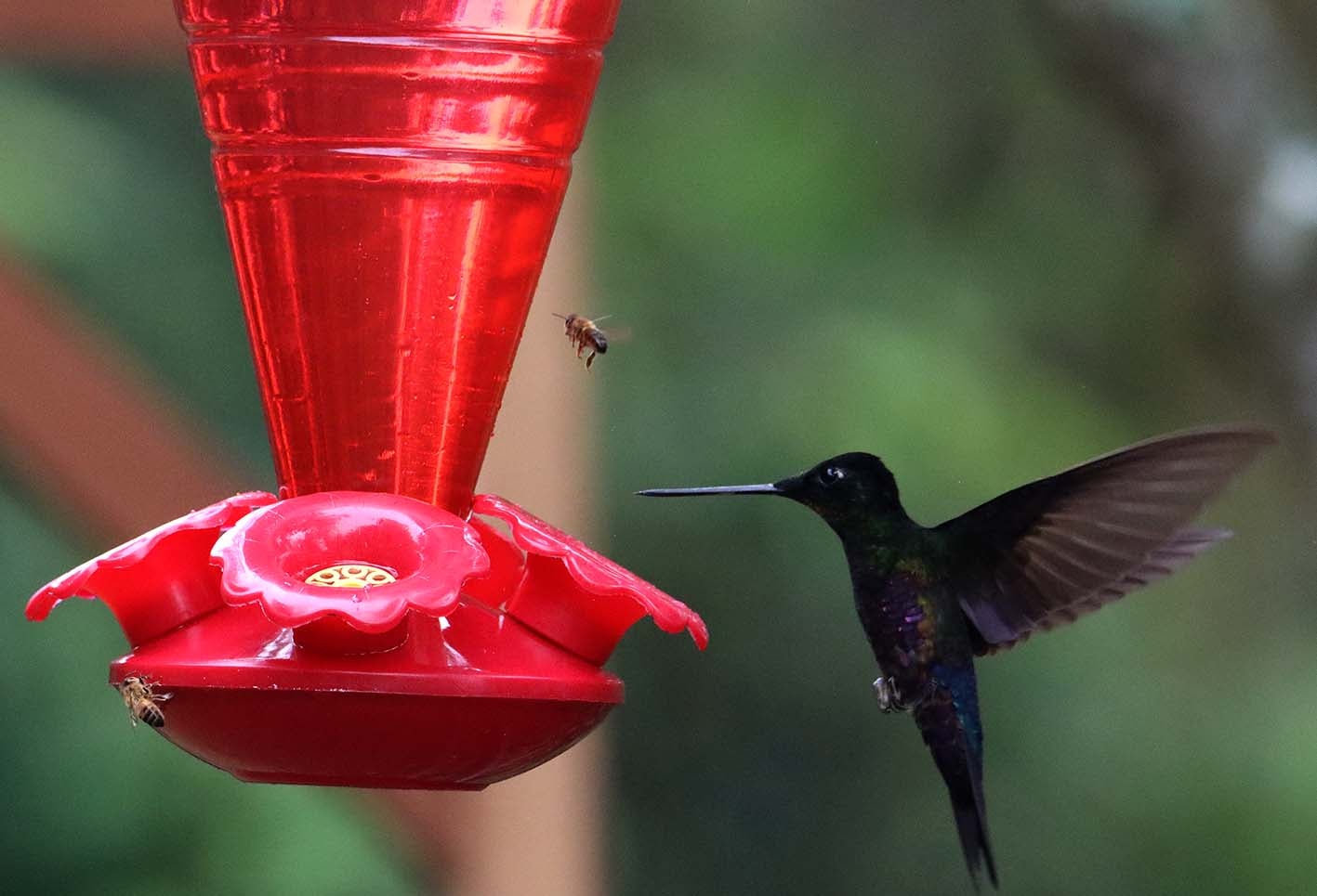 El colibrí en Monserrate - Paramuno