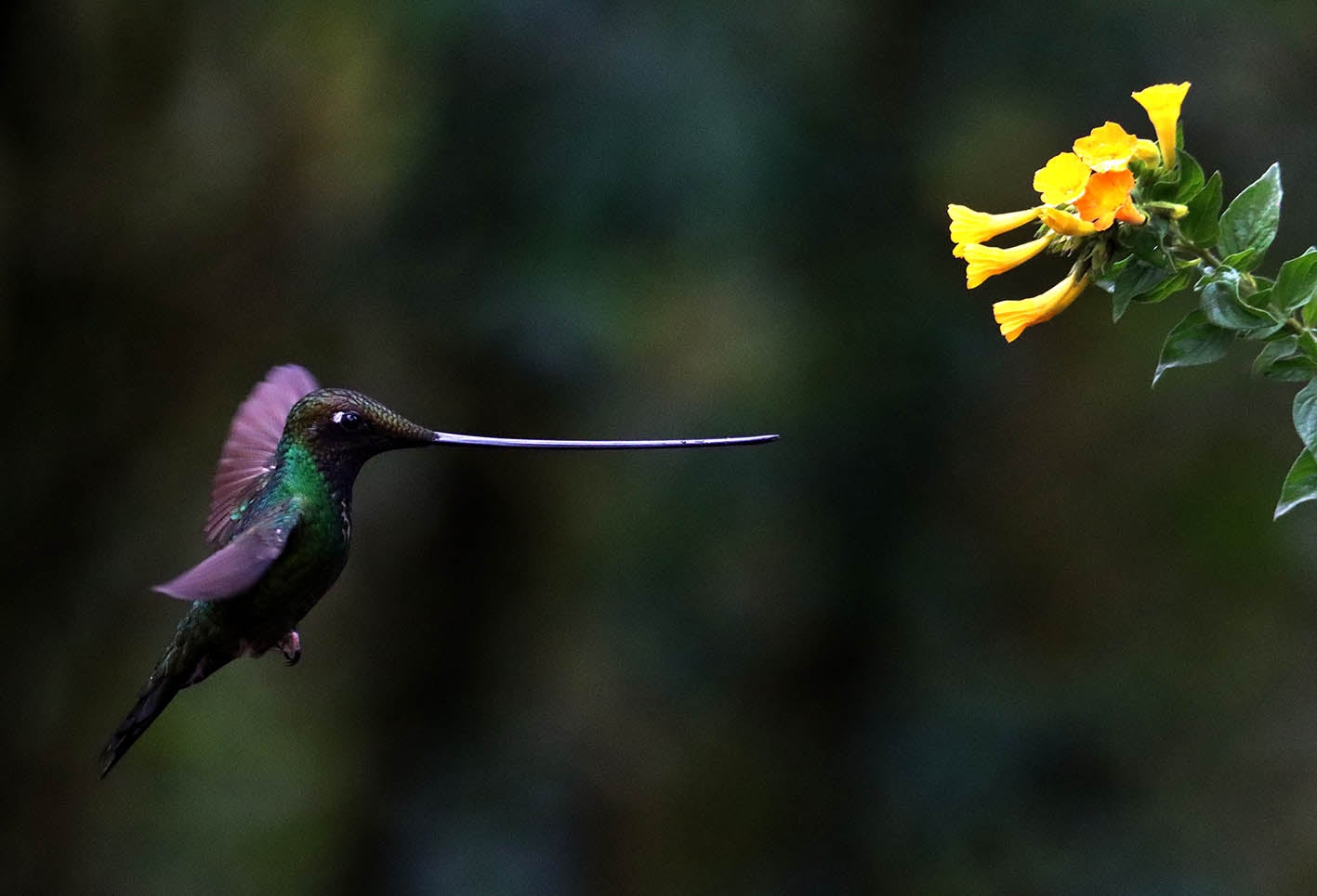 El colibrí en Monserrate - Paramuno