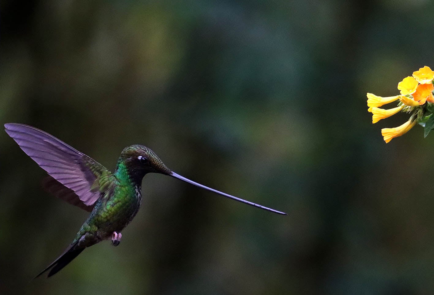 El colibrí en Monserrate - Paramuno