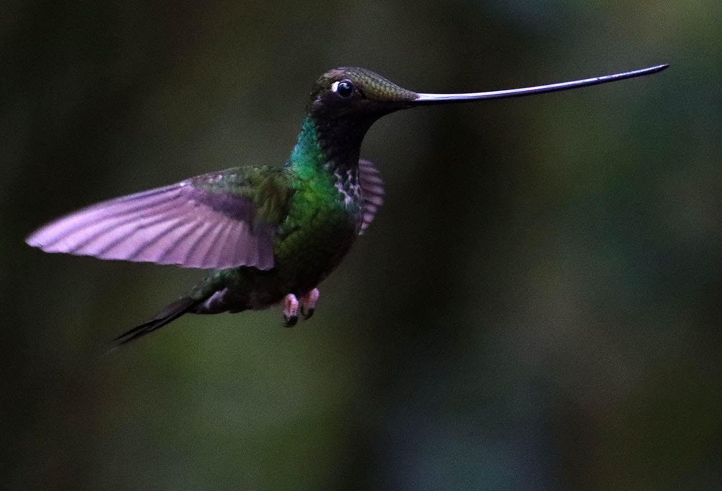 El colibrí en Monserrate - Paramuno