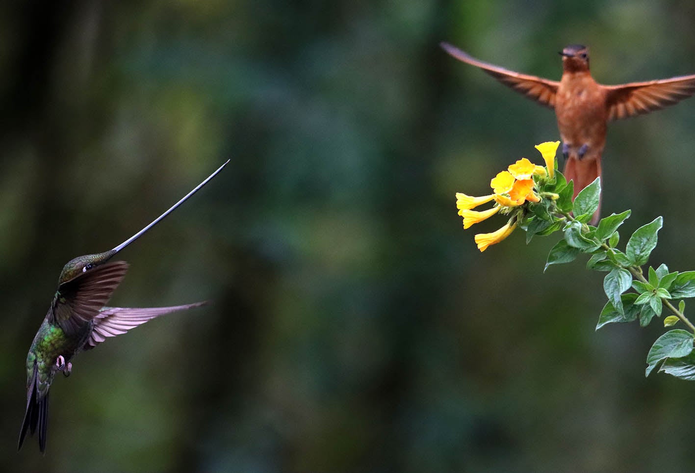 El colibrí en Monserrate - Paramuno