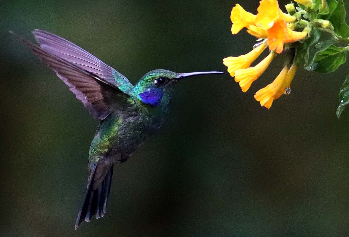 El colibrí en Monserrate - Paramuno