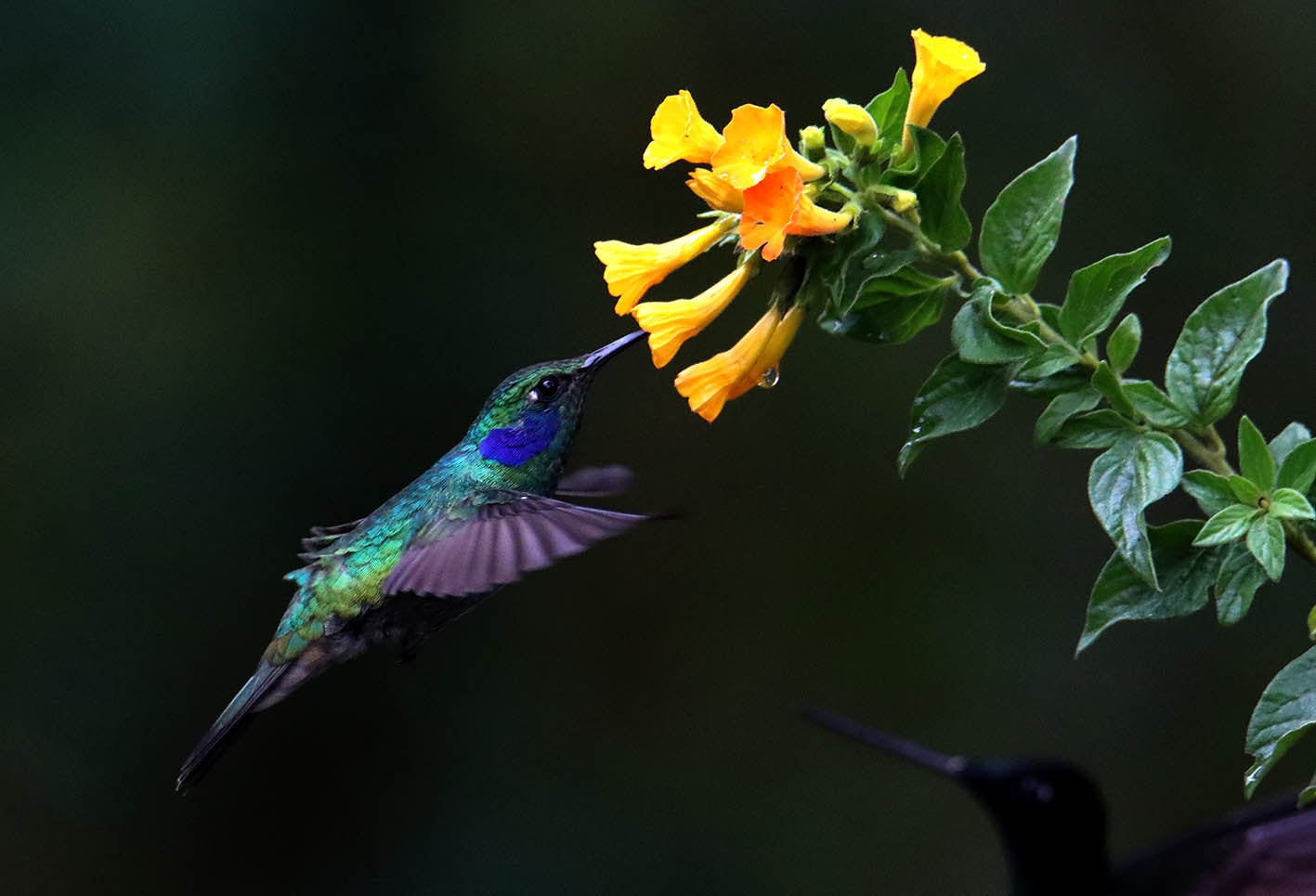 El colibrí en Monserrate - Paramuno